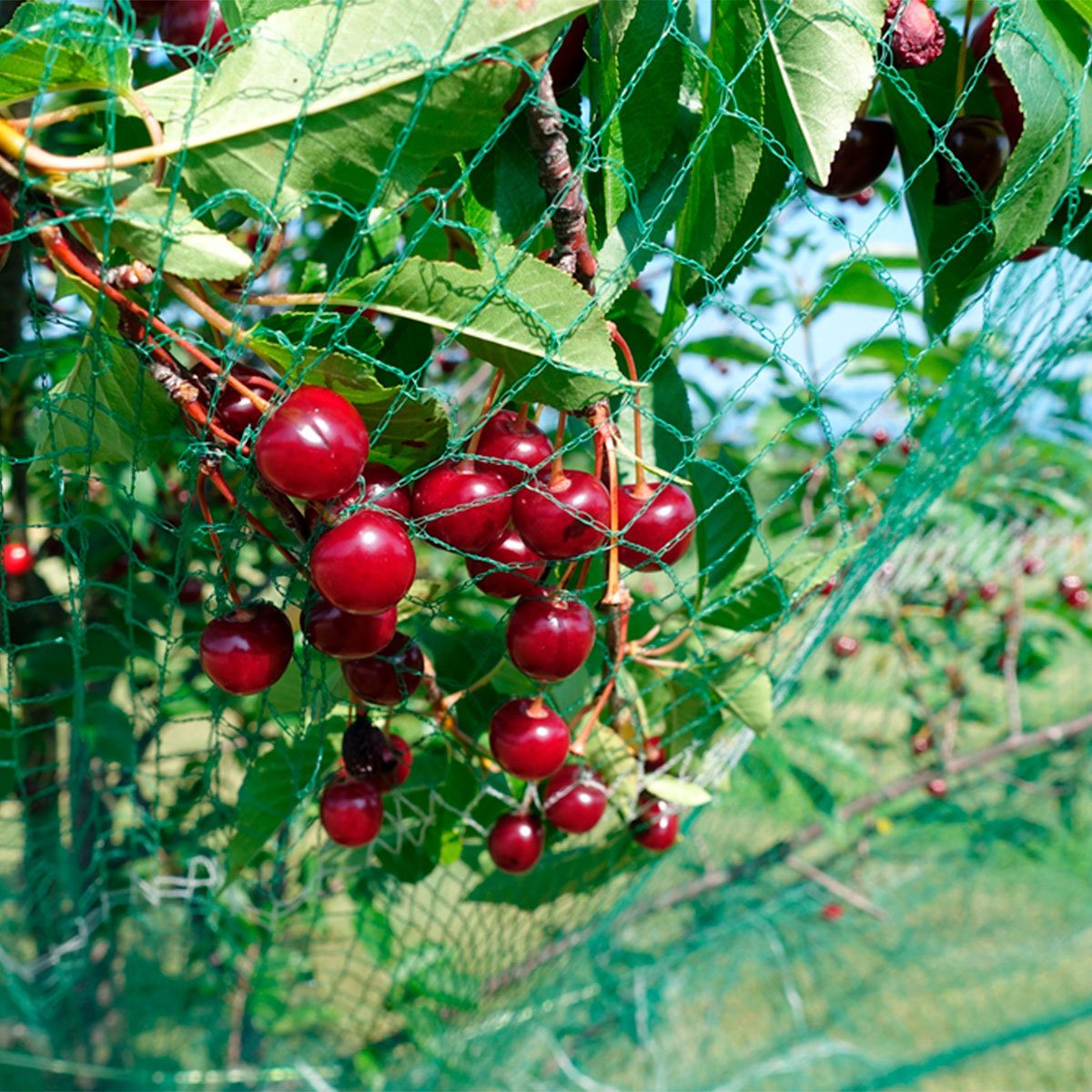 Ripe red cherries hang from green leaves, partially covered by a protective net, in a bright outdoor setting with grass in the background.
