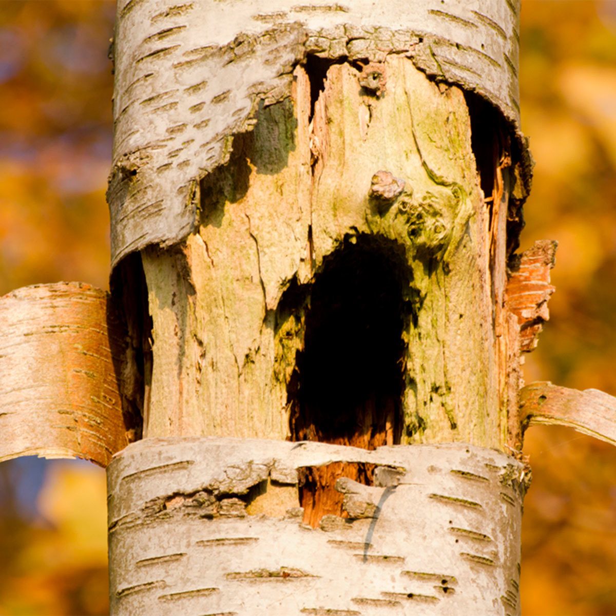 A tree trunk shows damaged bark and a hollow section, surrounded by autumnal foliage. The focus is on the texture and wear of the wood.