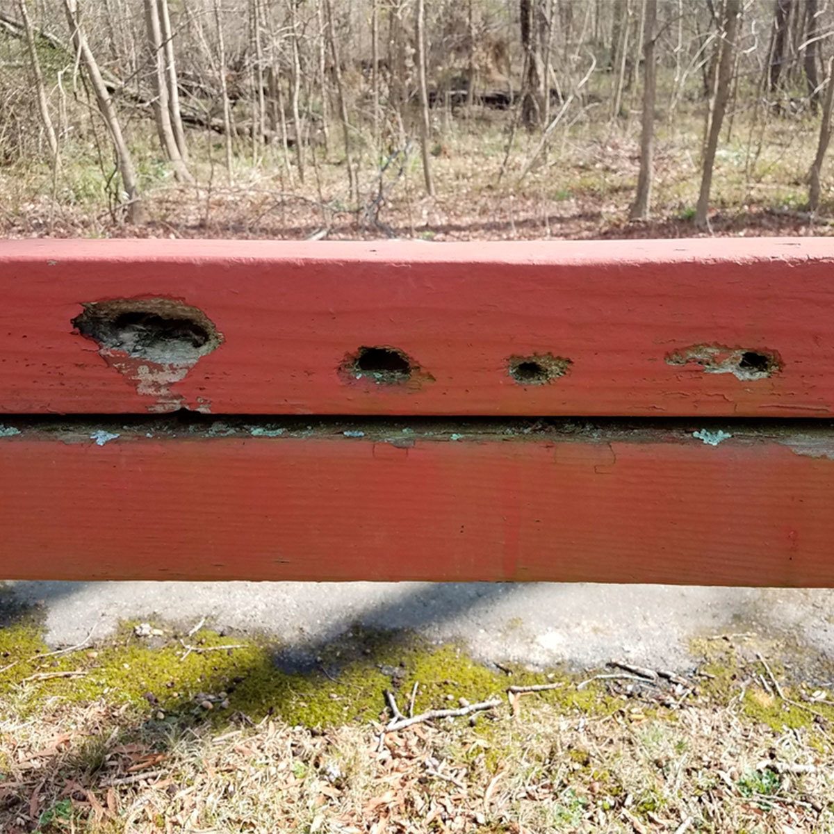 A red wooden beam displays several holes, indicating wear. The backdrop features a forested area with bare trees and patches of green moss on the ground.