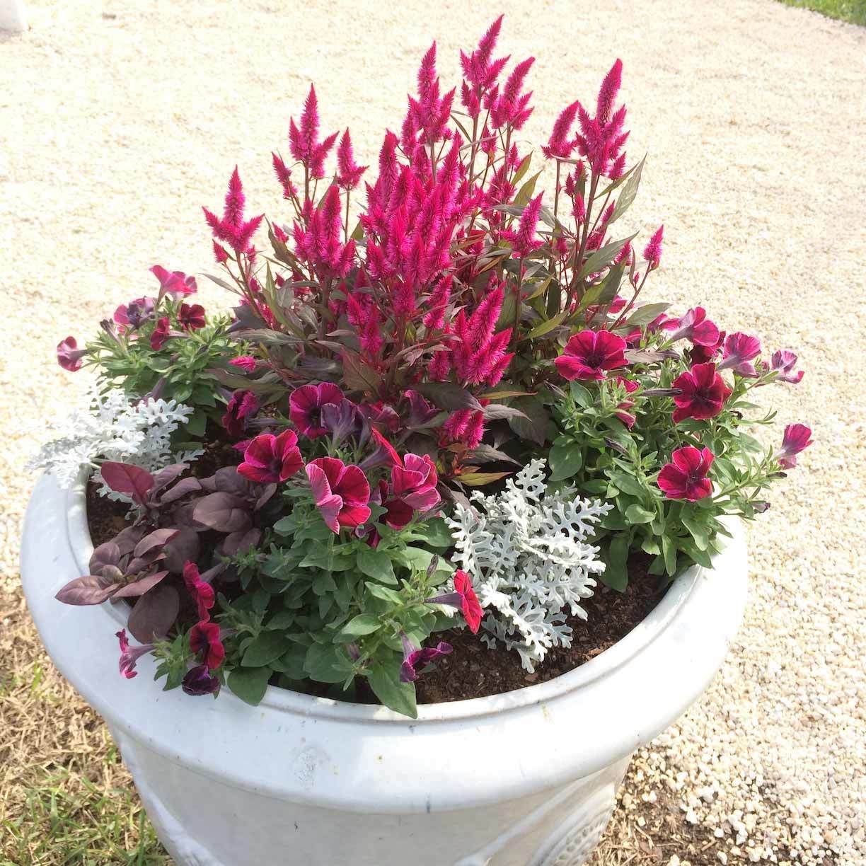 Celosia