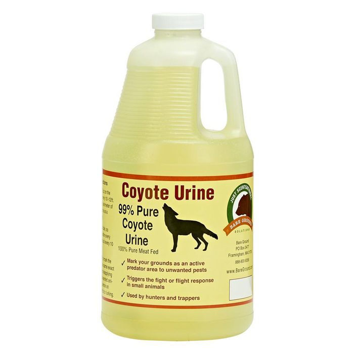 A plastic jug of coyote urine sits upright, labeled with usage instructions to deter pests. The liquid is slightly yellow, indicating its contents.