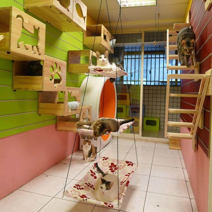 Wall-Mounted cat pet Playground