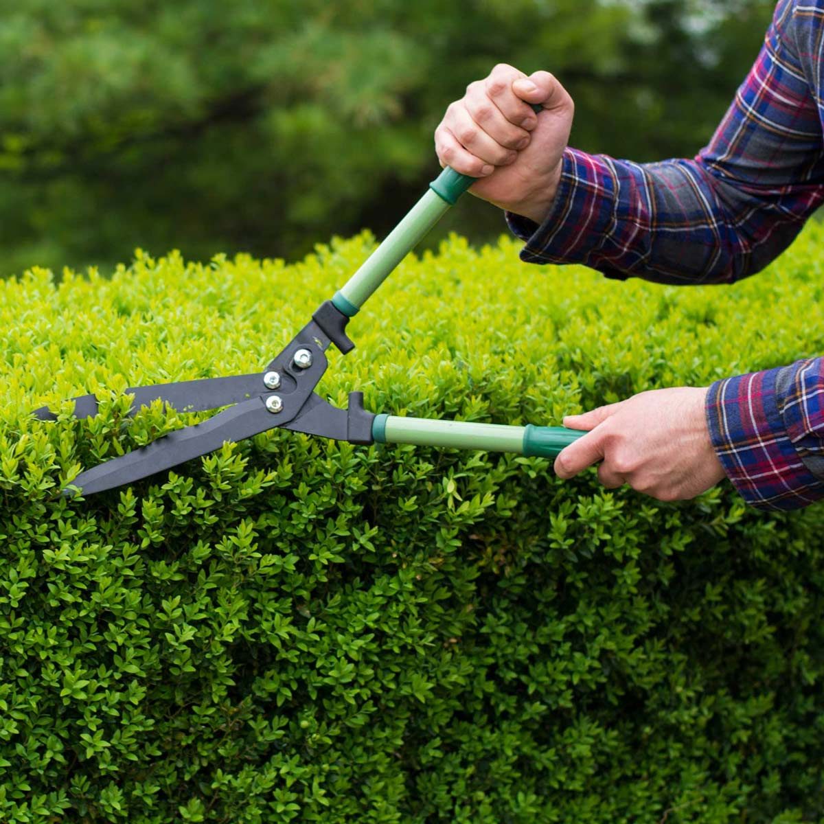 A person uses garden shears to trim a bush, surrounded by lush greenery in a garden setting.