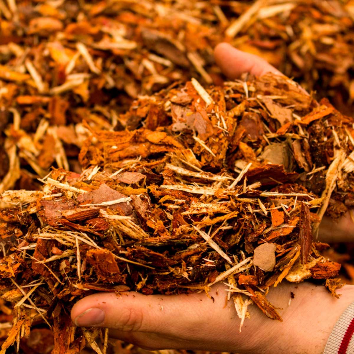 Hands hold a pile of orange-brown wood chips, indicating a gardening or landscaping context, with a textured mass of shredded bark in the background.
