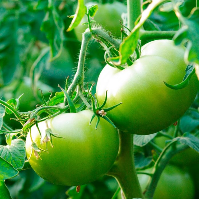tomatoes