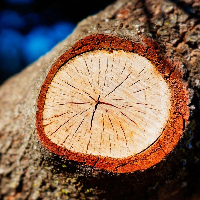 bark