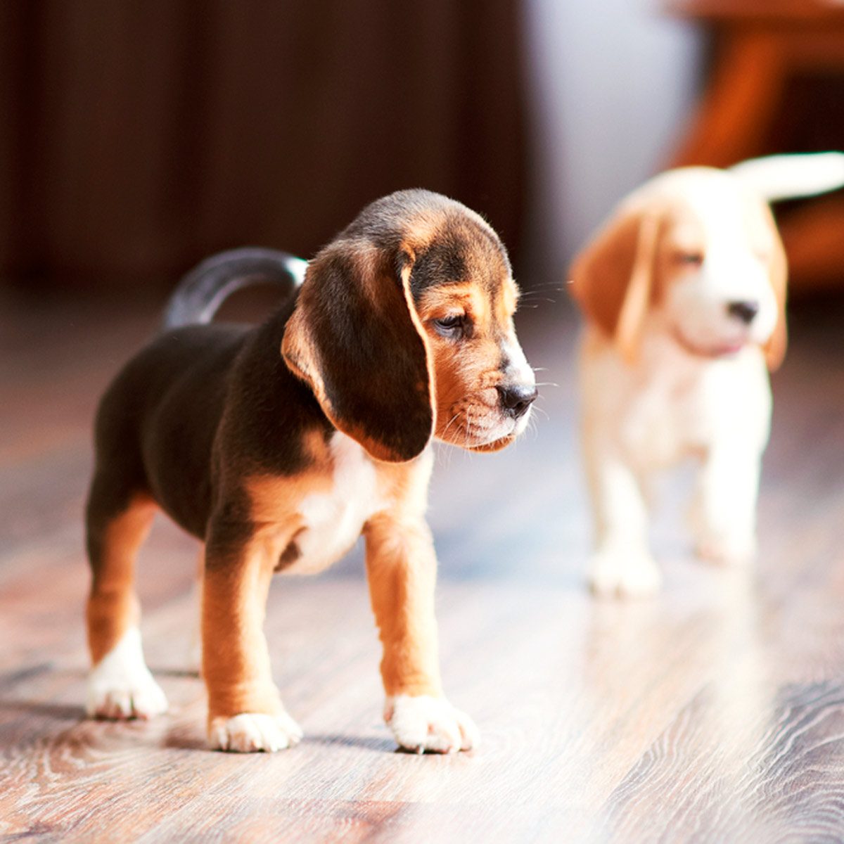 Two beagle puppies stand on a wooden floor, one looking curiously while the other moves slightly behind it in a well-lit indoor space.