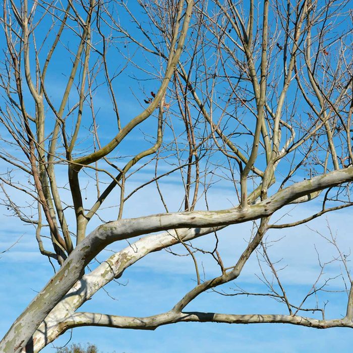 tree