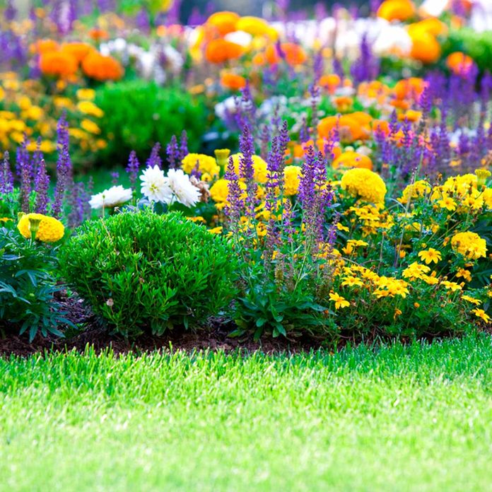 flowers garden bloom