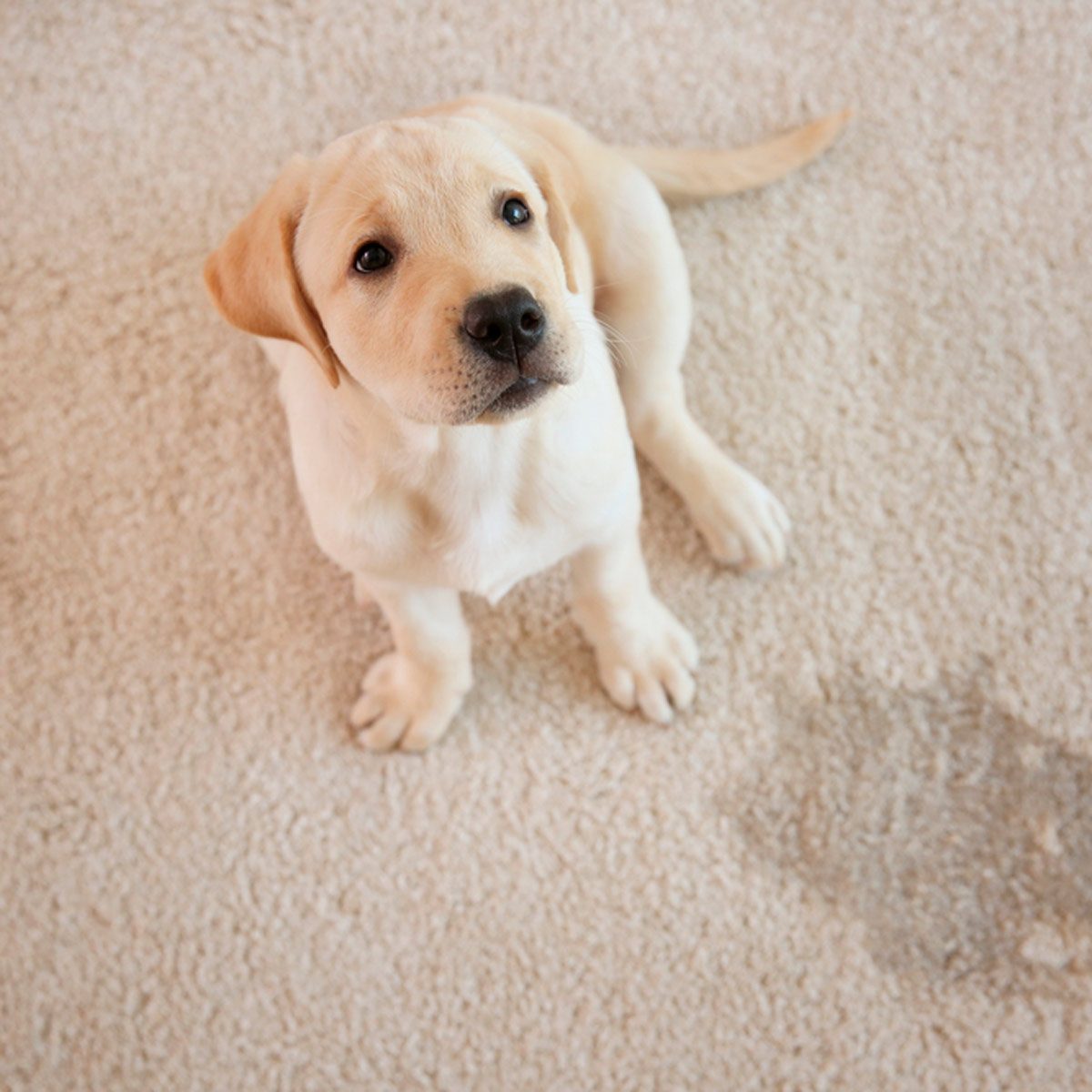 A light-colored puppy sits on a soft carpet, looking curiously up. A small, dark stain is visible on the carpet nearby.