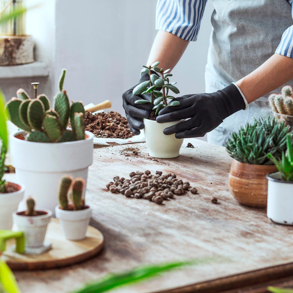 Plants