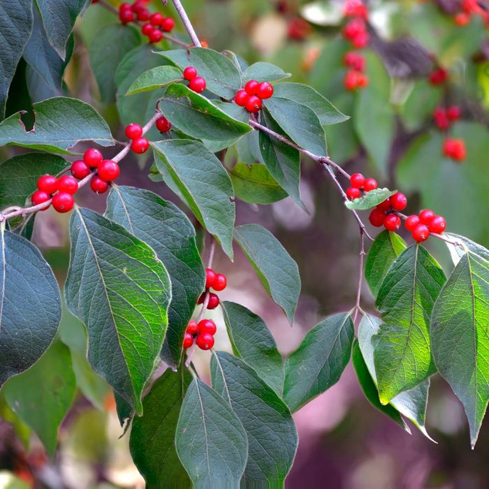 Honeysuckle