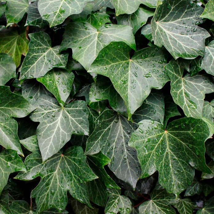 Ivy