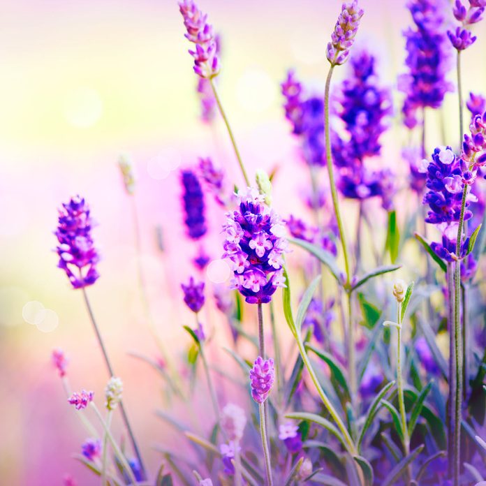 Lavender