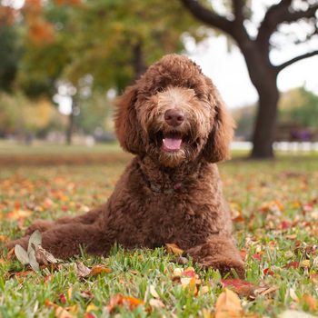 A brown dog lies on colorful autumn leaves, smiling with its mouth open, surrounded by trees in a park, conveying a cheerful, relaxed atmosphere.