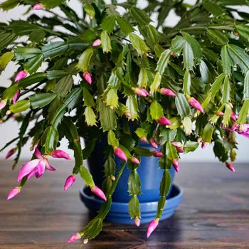 A vibrant cactus with drooping, green leaves and pink buds leans from a blue pot, placed on a wooden table in a bright room.