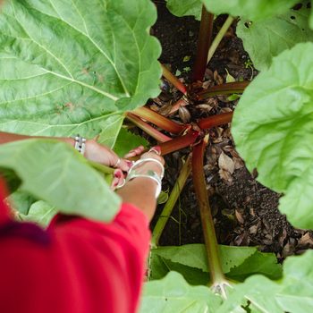 A person carefully harvesting rhubarb stalks while surrounded by large green leaves in a garden setting. Soil and fallen leaves are visible below.