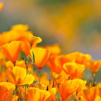Vibrant orange flowers bloom, swaying gently in the breeze, surrounded by a soft, blurred background of more flowers in various shades.