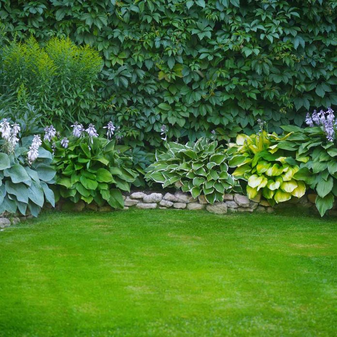 Flower Border