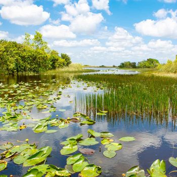Lily pads float gently on a calm water surface reflecting puffy clouds, surrounded by lush greenery and reeds in a tranquil wetland environment.