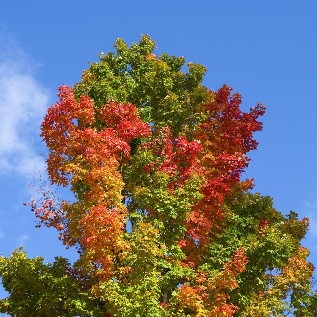 If Your Leaves Aren’t Changing Colors This Fall, This Is What It Means