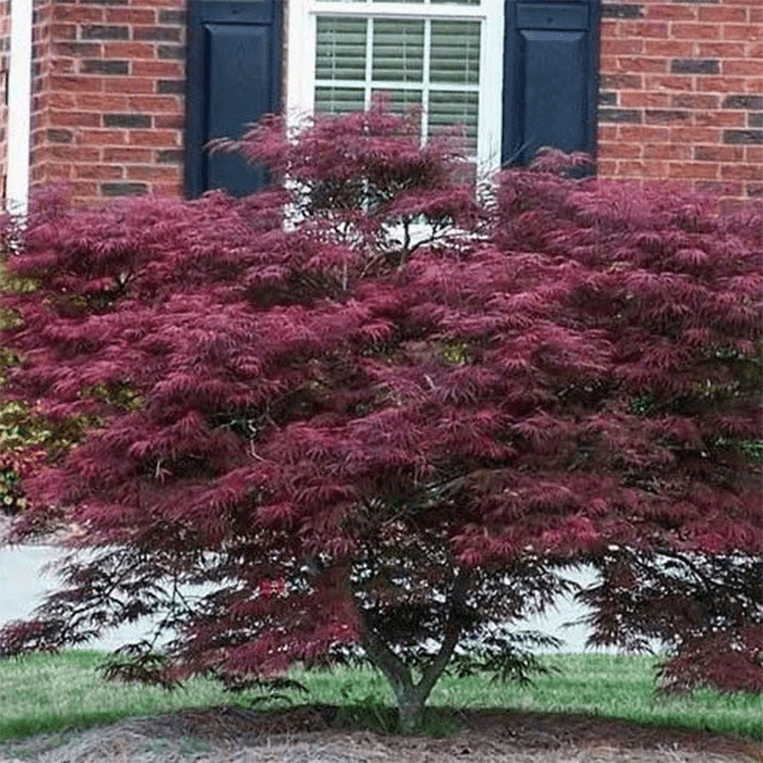 Tamukeyama Japanese Maple Ecomm Via Plantingtree