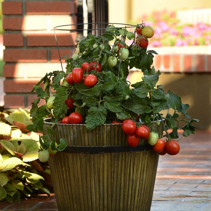 Little Napoli Tomato
