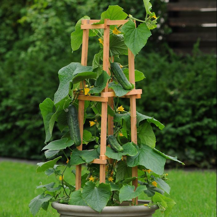 Patio Snacker Cucumber Cuc11 12853