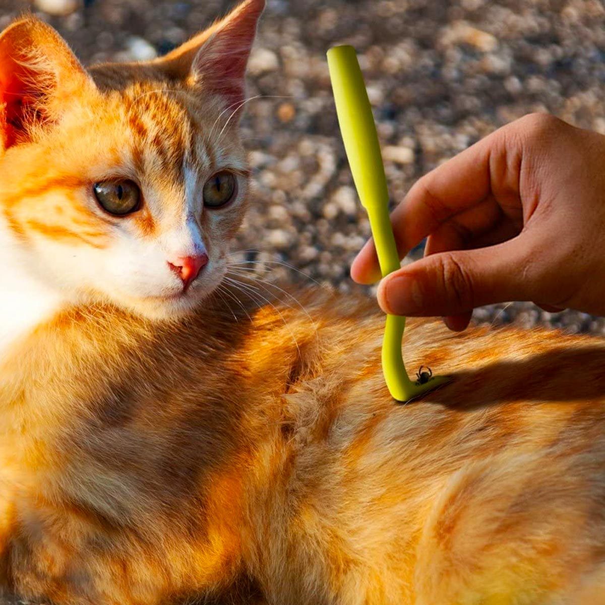 Tick Removal Tool Cat