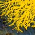If You See This Yellow Mold, This Is What It Is