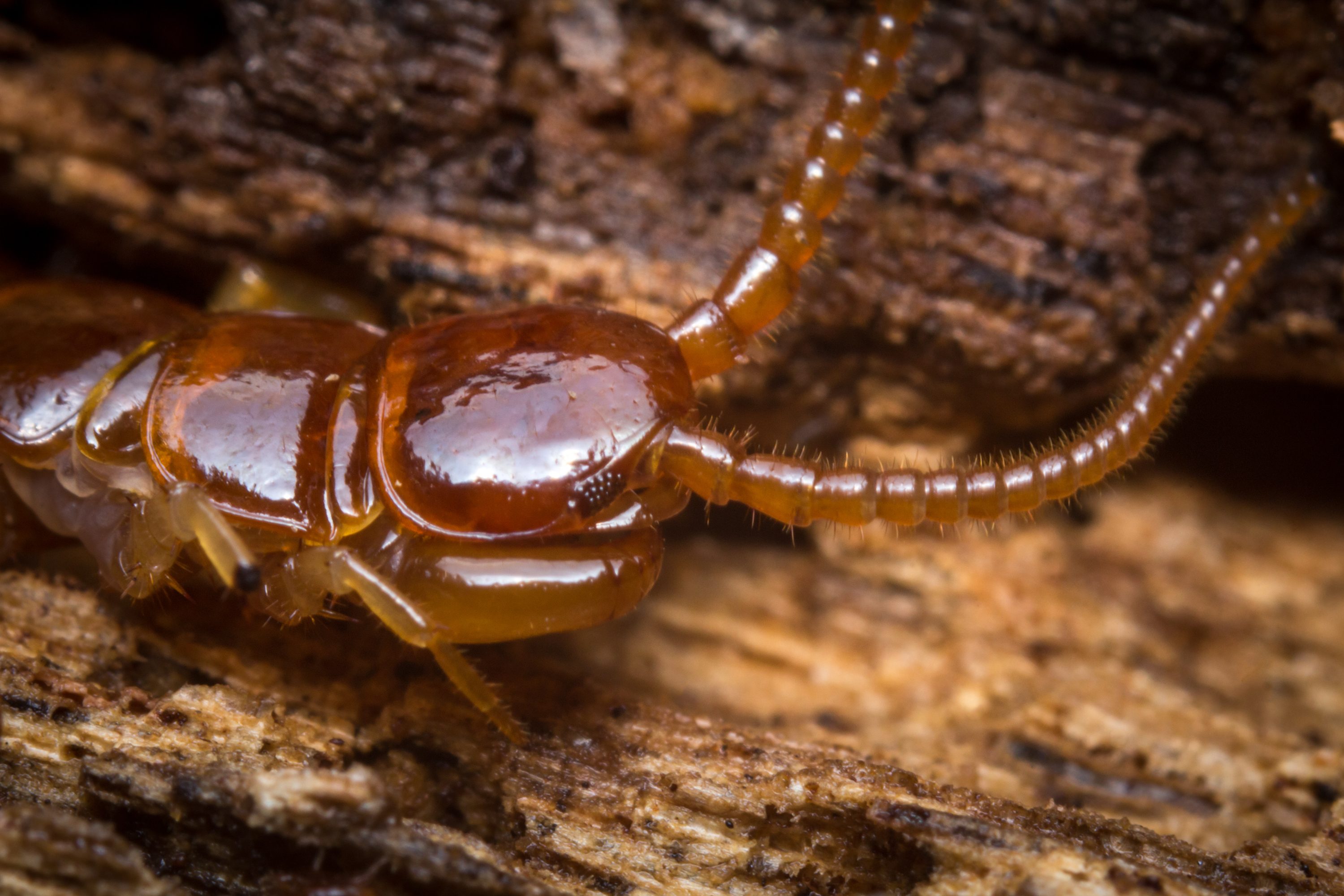 A close-up of a small, shiny brown insect moving among textured, brown wood debris in a natural setting.