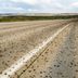 Mormon Crickets are Swarming These Western States