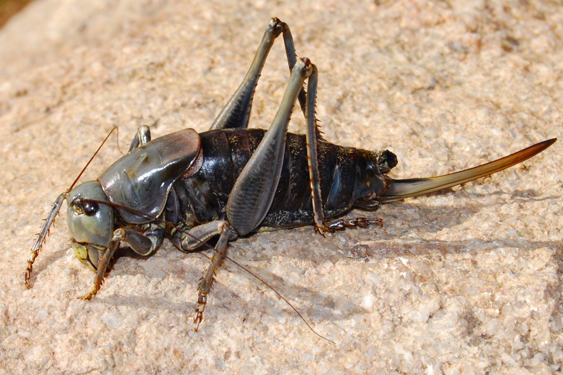 Large 6" Mormon Cricket (katydid)