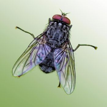 A detailed fly hovers, its transparent wings spread wide. The background features a soft gradient of green, enhancing the fly's intricate body structure.