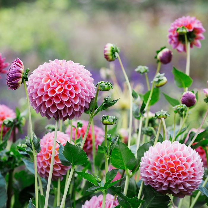 Blush Pink Globe Dahlias in A Commercial Organic Flower Nursery Bed