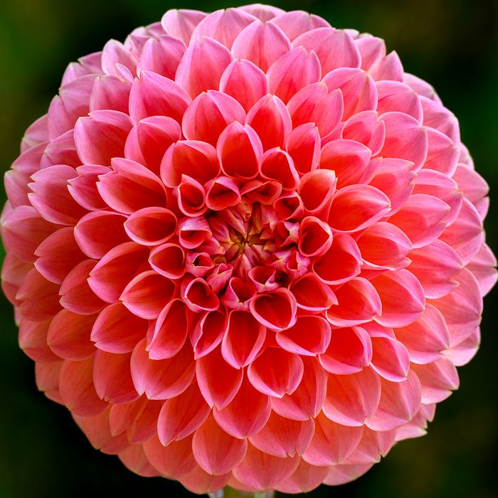 Close Up Shot Of A Beautiful Coral Pastel Pink Dahlia Flower Head
