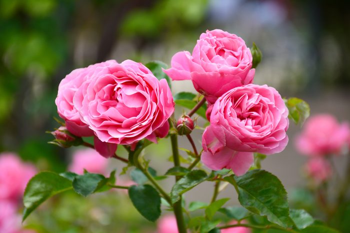 Pink Rose Garden