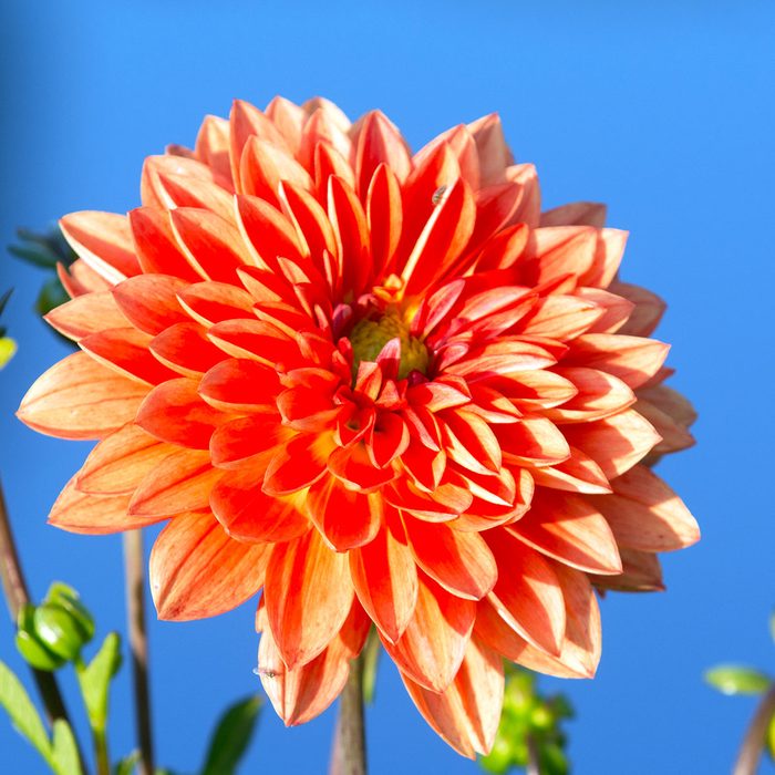 Close-up of Rust Orange Dahlia in a flower garden on an island just north of Stavanger, Norway