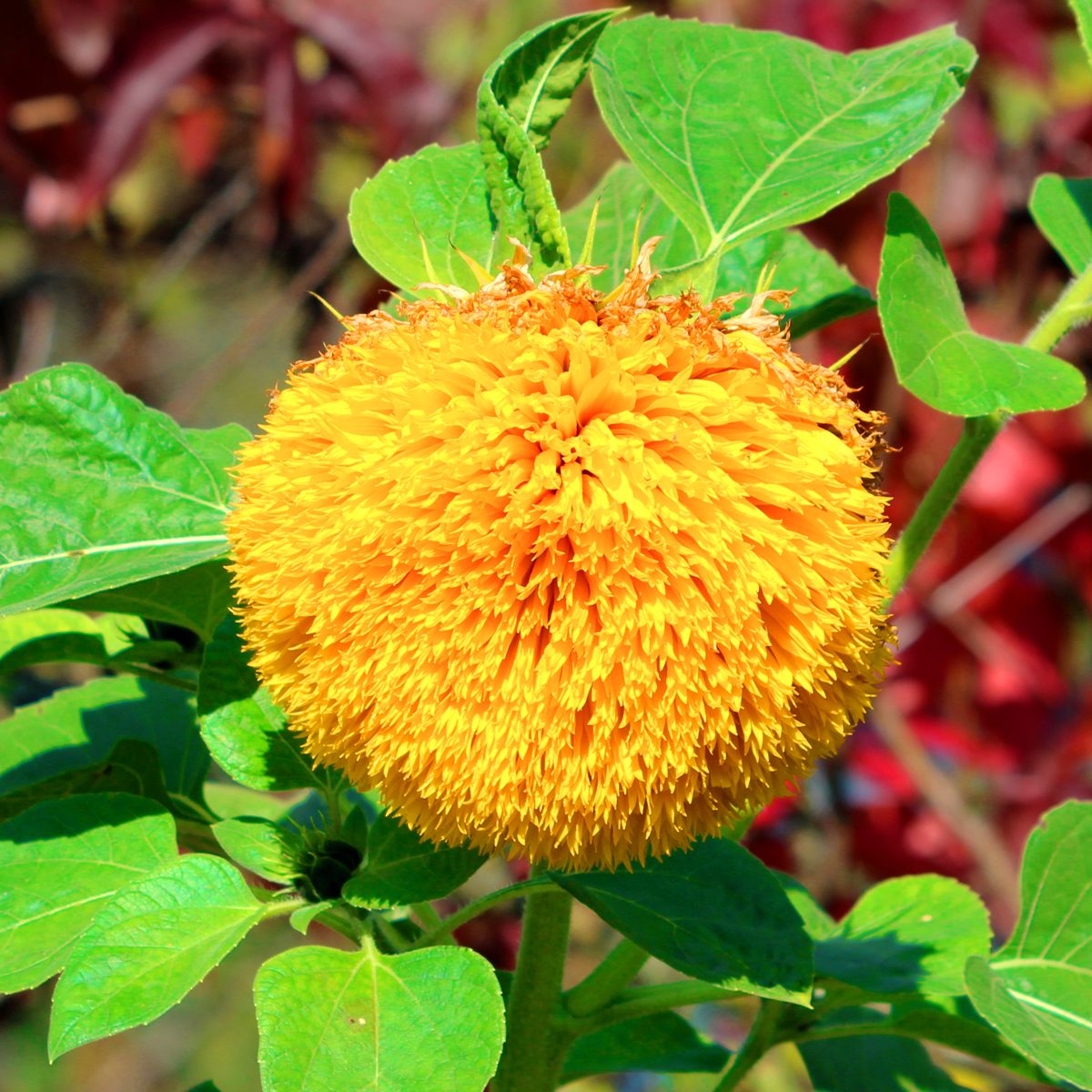 Golden Bear Sunflower or Helianthus annuus Teddy bear annual plant with large open blooming dense fluffy cushion like golden yellow flower surrounded with light green leaves growing in local home garden on warm sunny autumn day