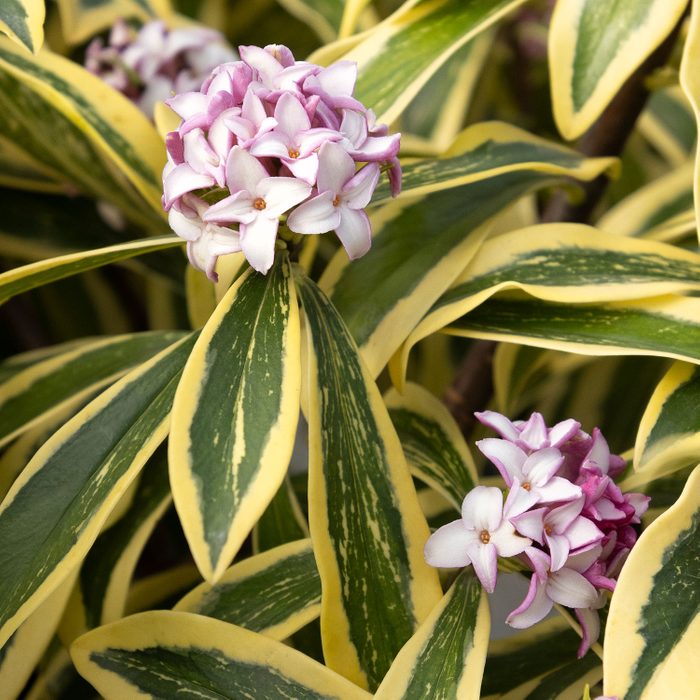 Banana Split Daphne