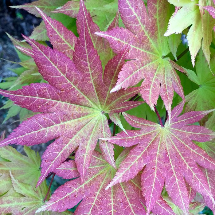 Autumn Moon Fullmoon Japanese Maple