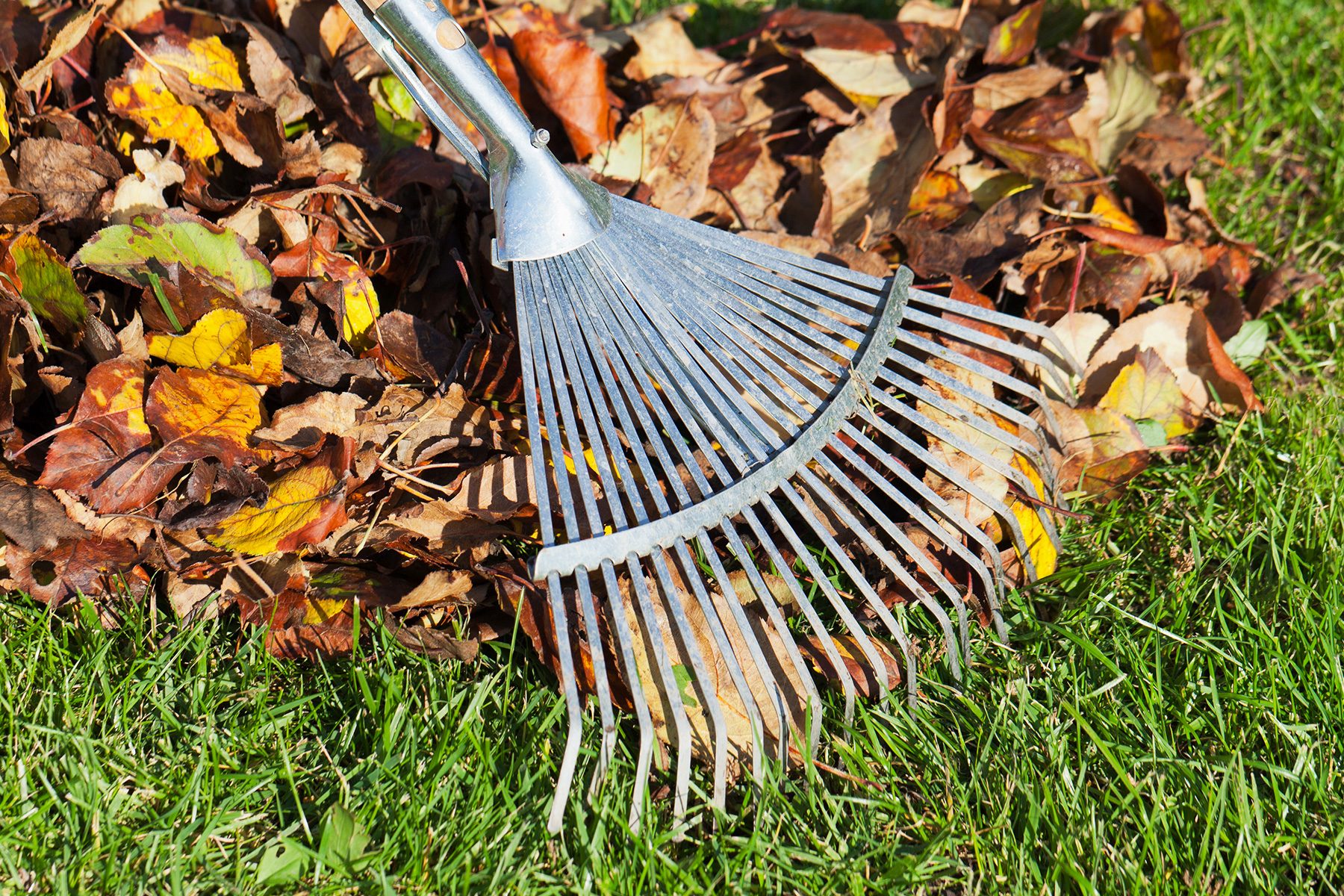 16 Useful Tools for Collecting Leaves