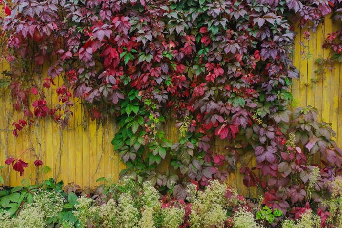 Virginia creeper.